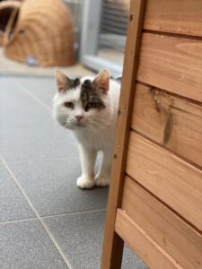 Pfötchen Café im Mai @ Wally-Bangert-Tierheim