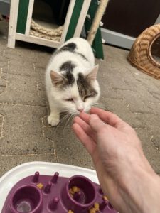 Pfötchen Café im Mai @ Wally-Bangert-Tierheim