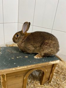 Pfötchen Café im Mai @ Wally-Bangert-Tierheim