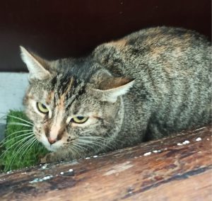 Pfötchen Café im Mai @ Wally-Bangert-Tierheim