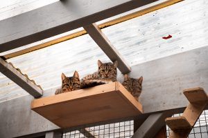 Pfötchen Café im Mai @ Wally-Bangert-Tierheim