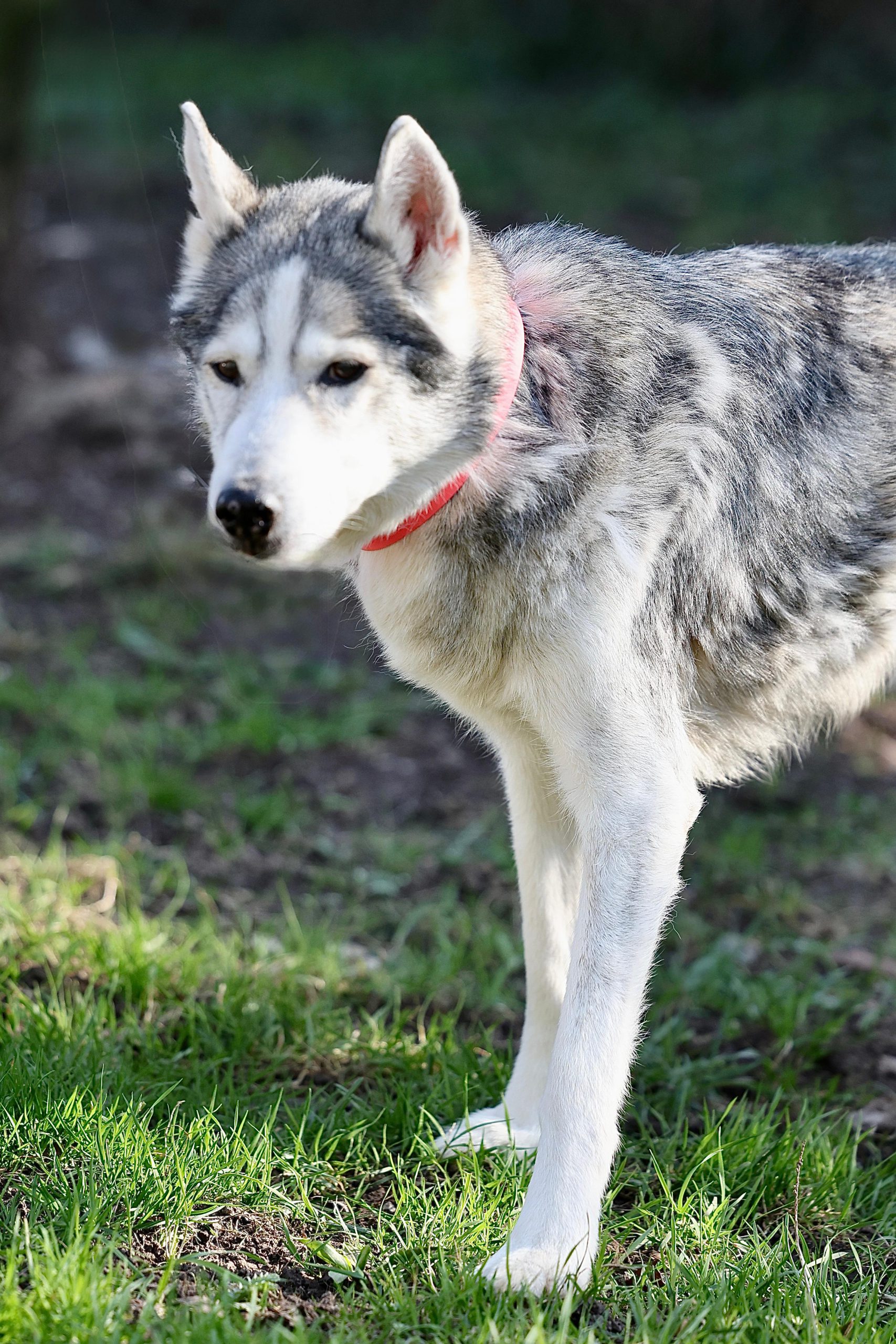 Siberian Husky Nanuk